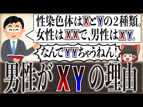 Y染色体:小さいながらも強力
