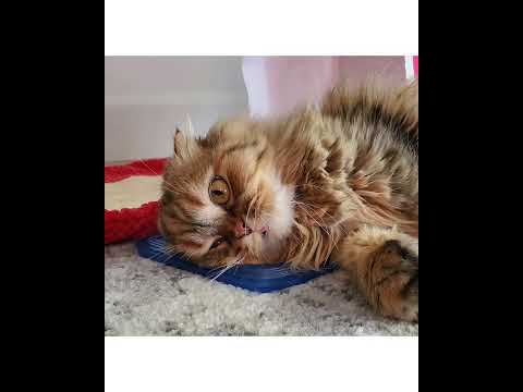 Crystal the Pet Nanny. LLC video.