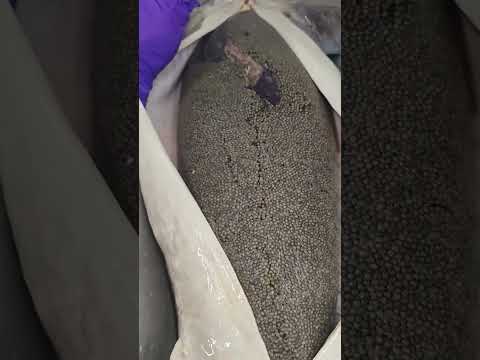 We visit Yikela Caviar to watch them use traditional methods to harvest caviar from sturgeon fis