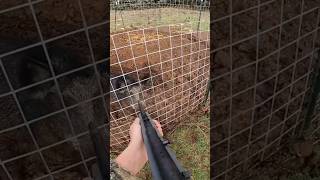 Download lagu Wild boar bites the rifle! #pig #hog #trapper #trapping #wildanimal #boar #wildlife #wildboar mp3 Download lagu Wild boar bites the rifle! #pig #hog #trapper #trapping #wildanimal #boar #wildlife #wildboar mp3