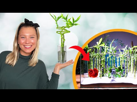 Building a HUGE Lucky Bamboo Betta Aquarium