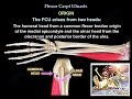 Flexor Carpi Ulnaris Everything You Need To Know Dr Nabil Ebraheim