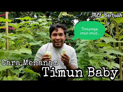 , title : 'VIRAL.. !!! CARA MENANAM TIMUN BABY'