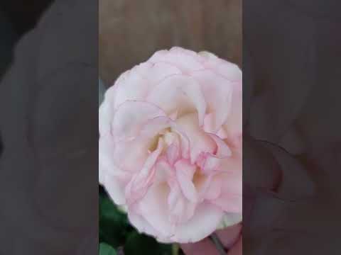 #viralvideo #naturesbeauty #viralshort #like #share#subscribe #love for nature with Ramandeep