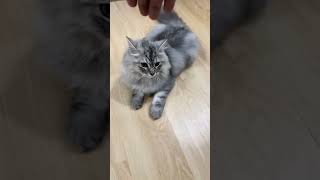 Download lagu Kucing obey gemesh ngajak main #trendingshorts #cat #kitten mp3 Download lagu Kucing obey gemesh ngajak main #trendingshorts #cat #kitten mp3
