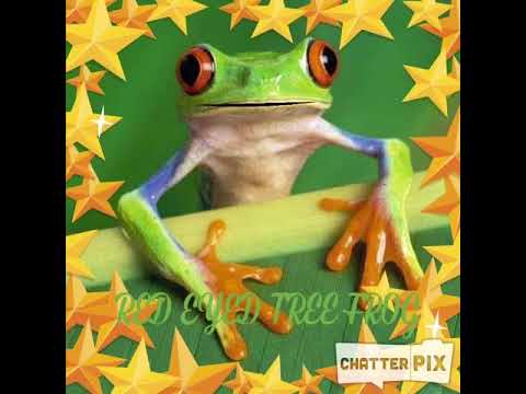 Red Eyed Tree Frog by Jay