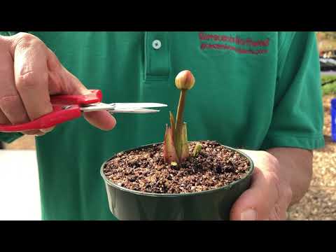 Should You Cut Off Sarracenia Flowers?
