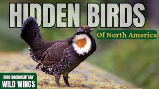 Birds of North America – 15 Rare Species You Won’t Find Anywhere Else #great backyard count #greatbackyardcount #bird gameplay video by alucas, 33:22 duration