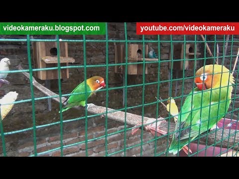 1 Hour Lovebird Sounds Live Recording - High Quality Audio V6
