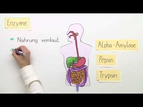 ENZYME | FUNKTIONSWEISE | BASISWISSEN | Biologie | Stoffwechselbiologie