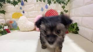 ハーフ犬の動画01