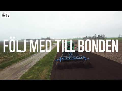 TRAILER: KAN KANELBULLAR RÄDDA BINA?