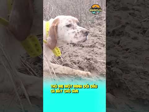 THỎ MẸ MỘT MÌNH ĐỐI ĐẦU CẢ BẦY CHÓ SĂN #ongkinhlangthang #wanderlens #oklt #shorts