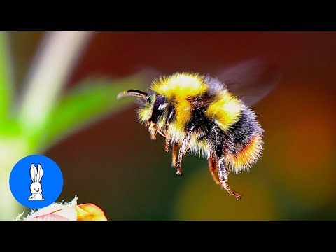 image-What is the symbolic meaning of a bumble bee? 