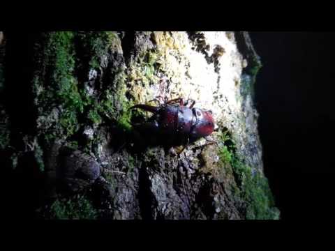 Prosopocoilus inclinatus mating