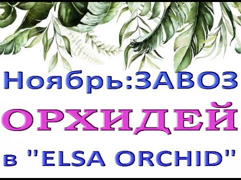 ПОТРЯСАЮЩИЙ завоз ОРХИДЕЙ в 'Elsa Orchid',ноябрь 2021.ОРХИДЕИ ПОЧТОЙ,Самара,ссылки - в описании.