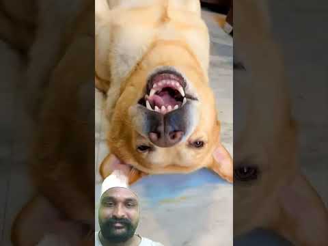 #funny #dog #comedy #doglover #talkingdog #labrador #cute