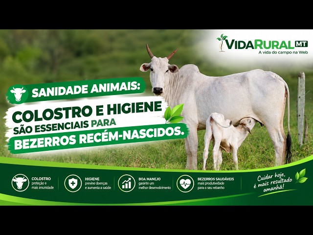 COLOSTRO E HIGIENE SÃO ESSENCIAIS PARA BEZERROS RECÉM-NASCIDOS