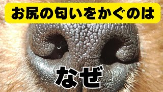 お尻の匂いを嗅ぐのはなぜ？