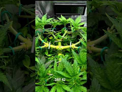 Seed to Harvest Grow Timelapse - Blueberry Muffin #timelapse