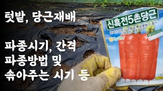 텃밭, 당근 재배 / 파종시기, 간격. 파종방법 및 솎아주는 시기 등