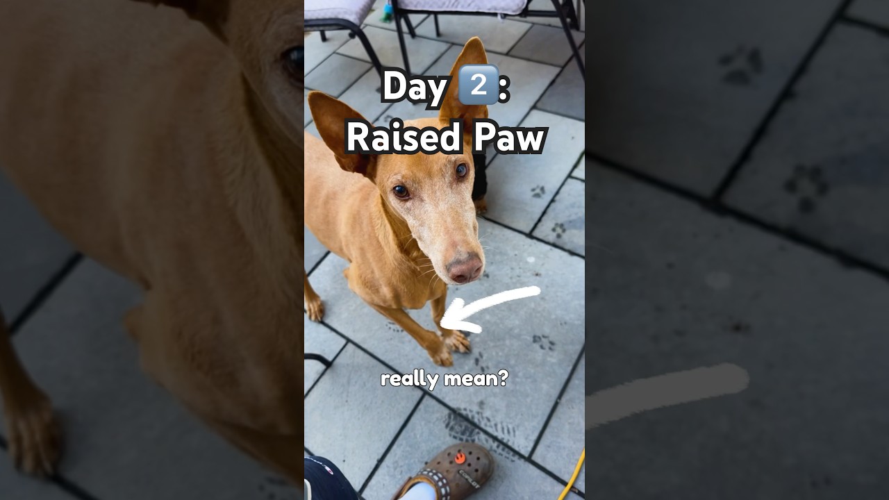 Day 2️⃣: 3 Reasons for a Raised Paw 🐾and why it doesn’t always mean your dog is “begging.”