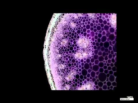 Slade Contemporary Art Lecture Series 2012-13