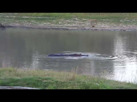 Djuma: Hippo starting to get a bit active - 17:45 - 10/27/2023