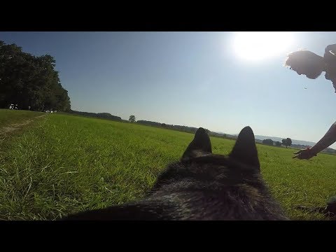 Polizeihunde im Einsatz: Verbrecherjagd auf vier Pfoten