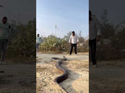 😱आज तक का इंडिया 🇮🇳 का सबसे बड़ा अजगर 🐍 🙏👍