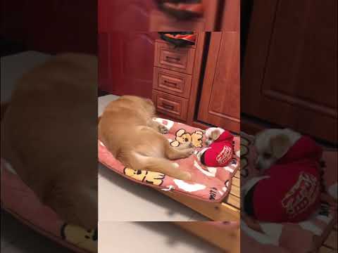 #dog #funny #hh #funnycats #fyp#foryou#dogs #singasong #lyrics #husky #cat #housepet #cutedog