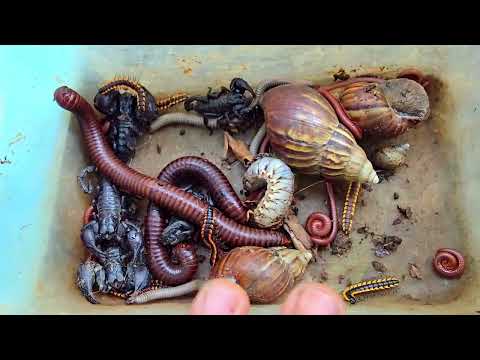 Catch All Venomous Scorpions, Giant Millipedes, African Snail, Red Millipede In Nature 