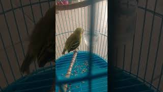 Download lagu Sirtu/cipow belajar ngeriwik umur 3minggu shorts mp3 Download lagu Sirtu/cipow belajar ngeriwik umur 3minggu shorts mp3