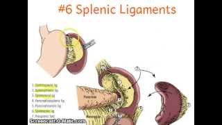 Surgical Anatomy 2 (Spleen)