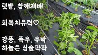 텃밭, 참깨재배 / 회복치유력♡ / 천둥, 폭우, 우박 등 하늘은 심술팍팍 