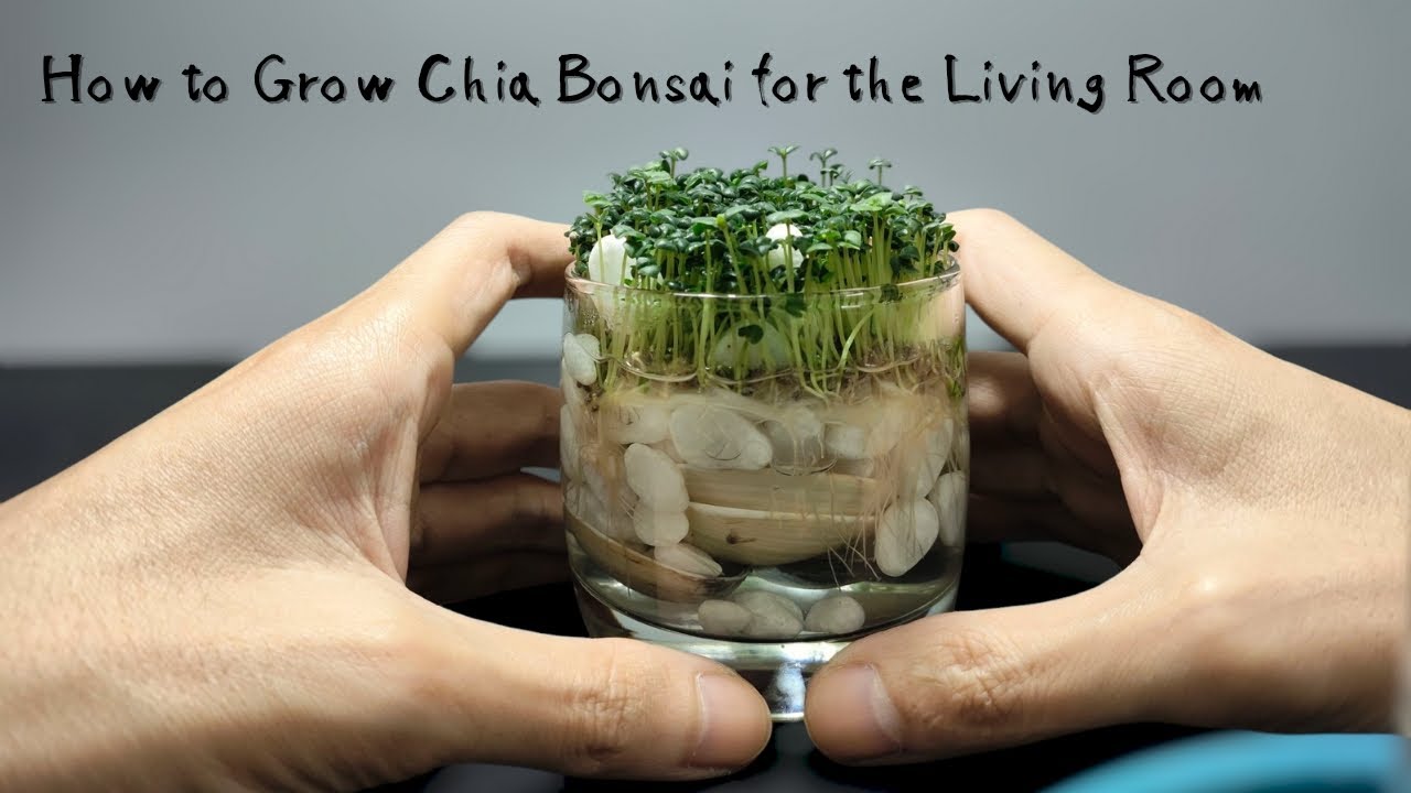 Tips for Growing Chia Bonsai for the Living Room Table | 18 Days Time-Lapse