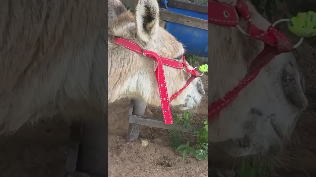Polly video