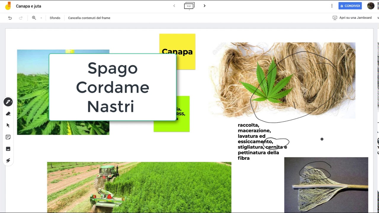Fibre tessili vegetali (parte seconda): canapa e juta.
