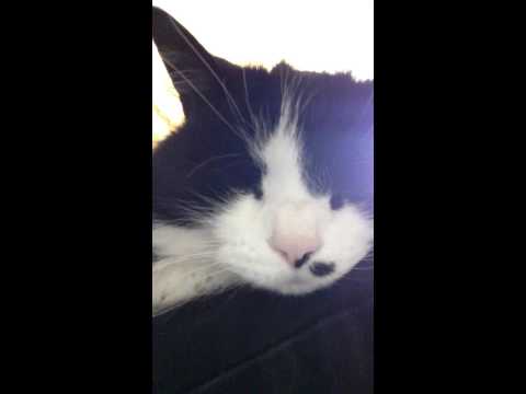 Cat makes some weird snoring sounds