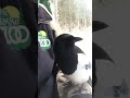 George the Talking Magpie's Viral Video