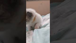 貓bb(待找家) #cute #cat