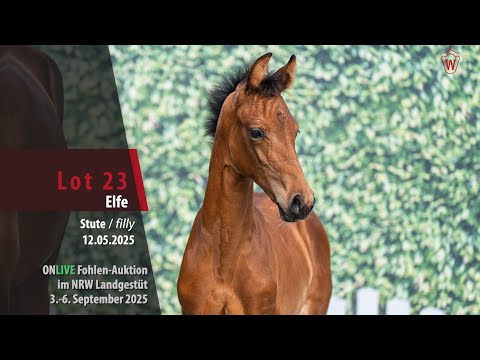 ONLIVE Fohlen-Auktion i. LG NRW Lot 23 Elfe Stute v. Escolar - Fürst Jazz