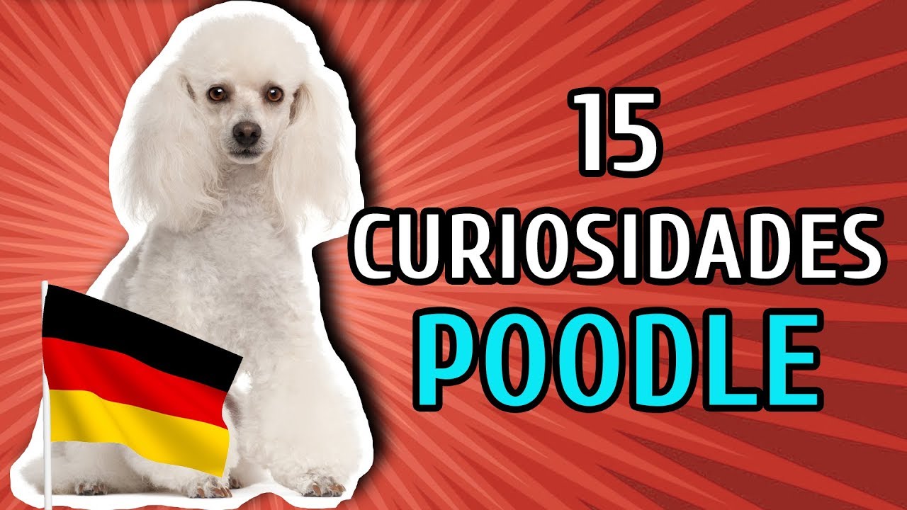 Poodle Coisas Que Se Movem Cachorros - Aula de Conhecimento