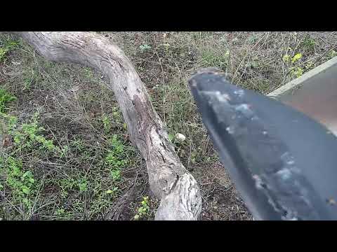 Djuma: Remaining pieces of Bird egg destroyed by Vervet Monkey - 07:50 - 10/07/20