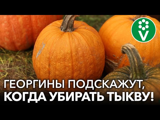 ВЕРНЫЕ ПРИЗНАКИ, ЧТО ТЫКВУ ПОРА УБИРАТЬ! Как ускорить созревание тыквы, когда убирать и как хранить
