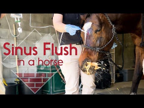 Flushing a Horse's Sinus