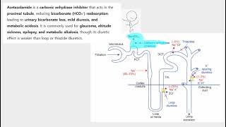 acetazolamide, CAI, NAHCO3, proximal tubule, bicarbonate excretion,  dorzolamide