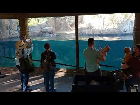 Crowd watches Tucker & Fiona at Cincinnati Zoo