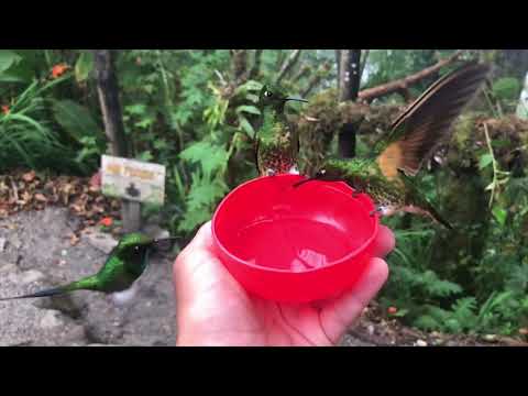 Kolibris in Nahaufnahme und Zeitlupe