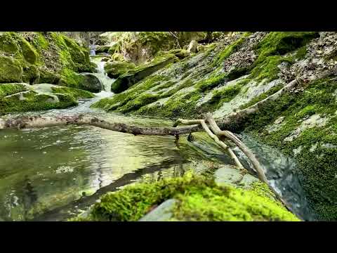 Najlepši zvukovi ptica uz planinski potok